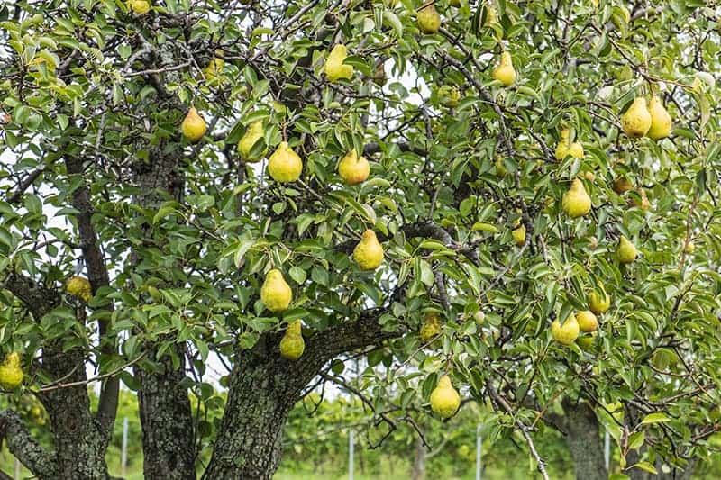 pear fruit tree