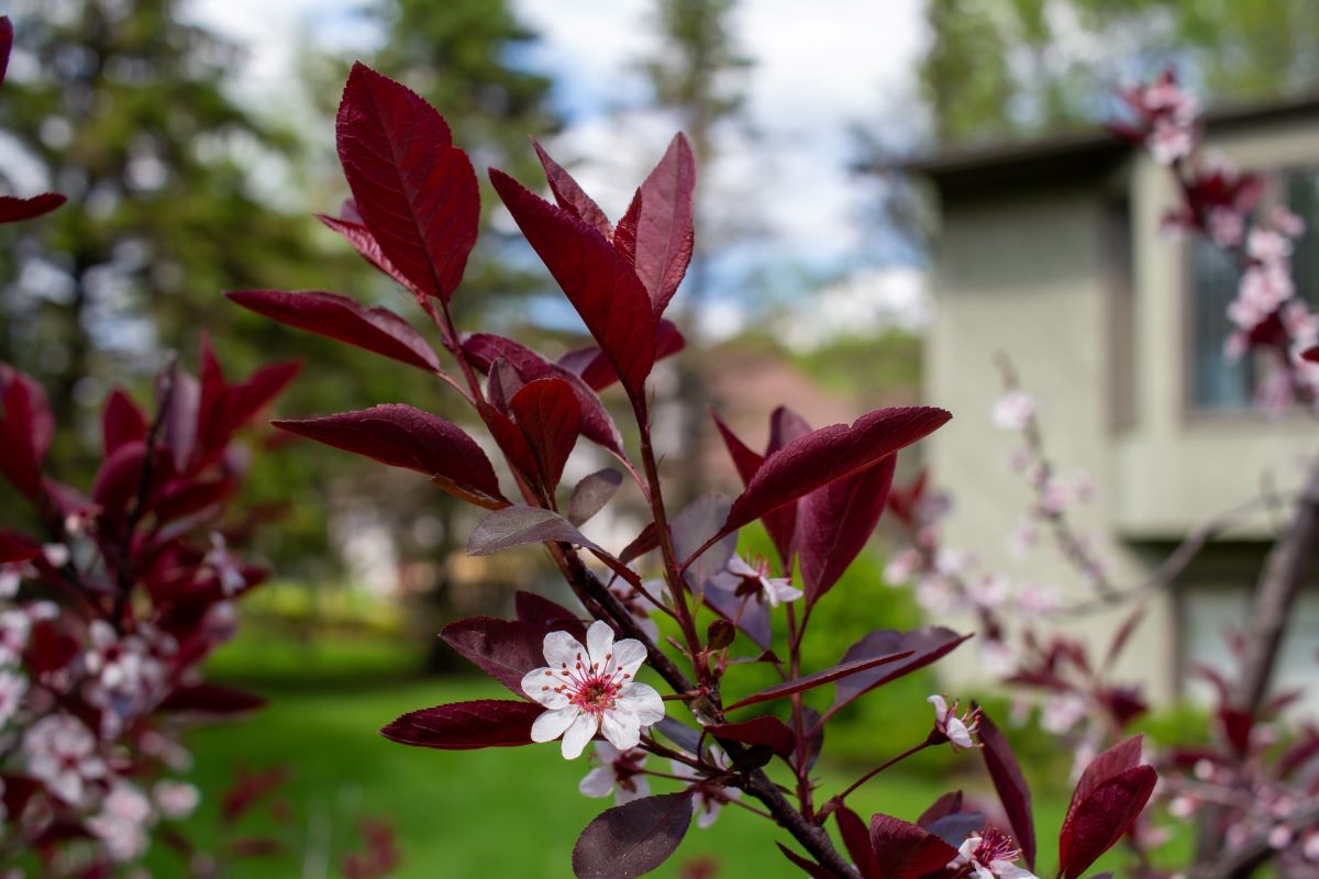 PURPLELEAF SAND CHERRY STANDARD, 50% OFF | zeepclean.com.br