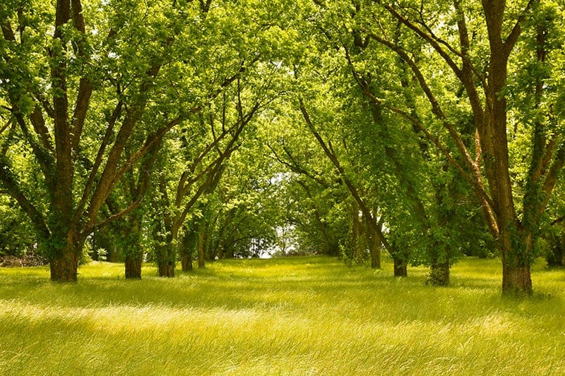 Pecan Trees for Sale