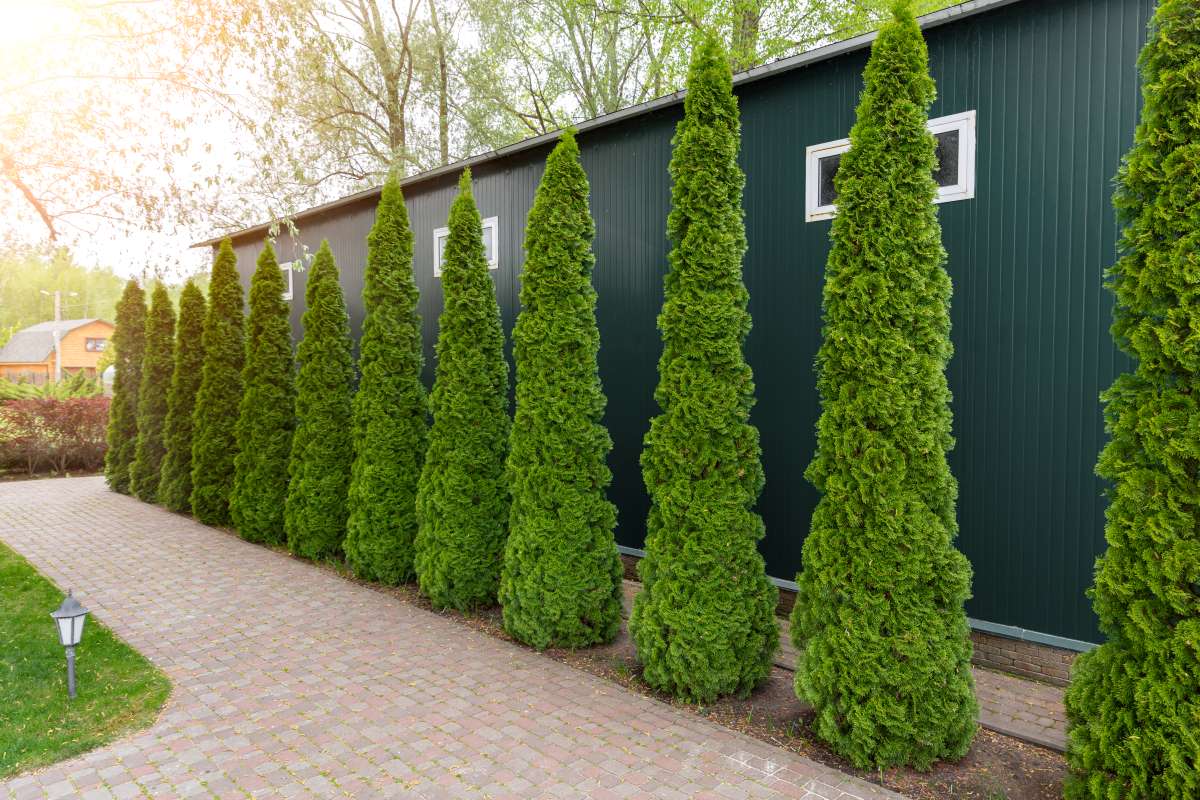 how far from fence to plant arborvitae        <h3 class=