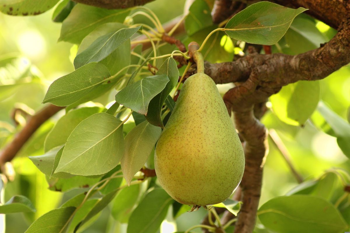 Bartlett Pear Tree  LA Landscape Supply