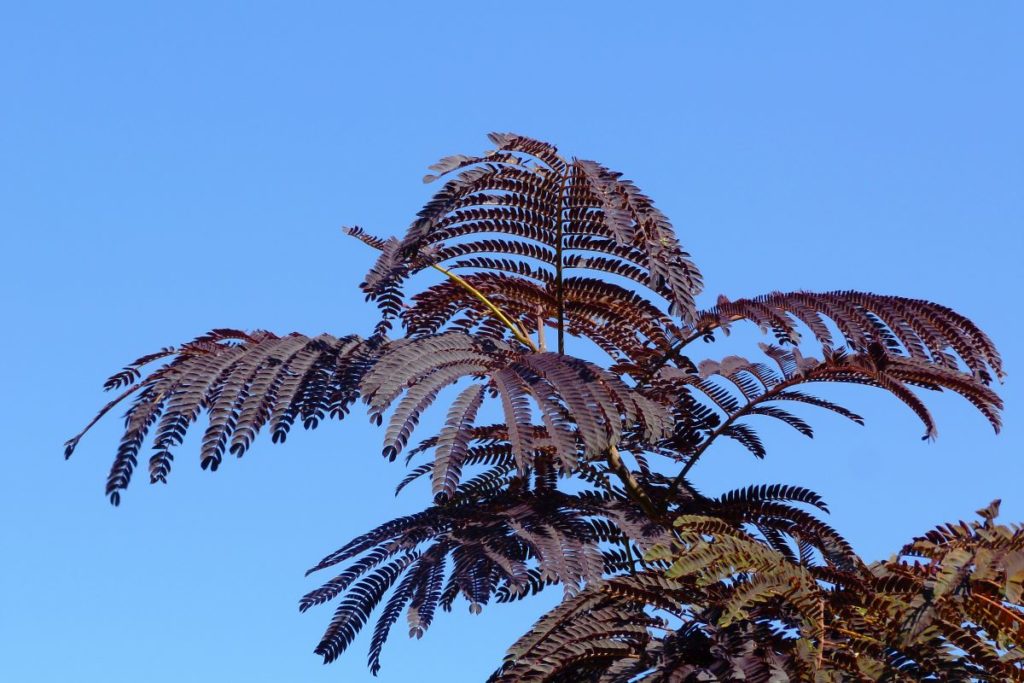 Summer Chocolate Mimosa Tree for Sale Buying & Growing Guide