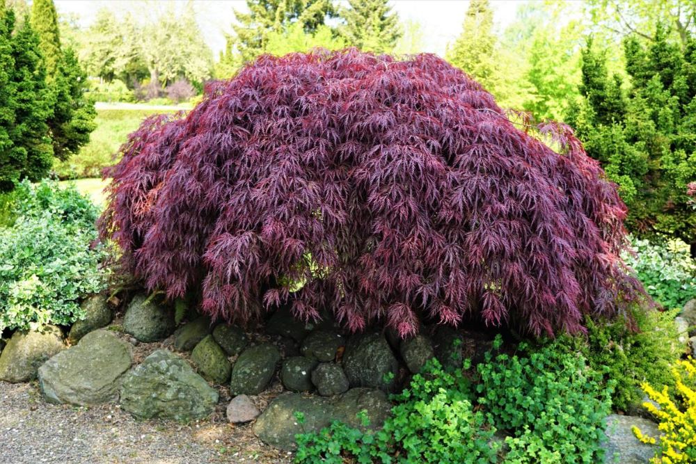 Tamukeyama Japanese Maple For Sale Buying Growing Guide Trees Com   Tamukeyama Japanese Maple Tree 1 