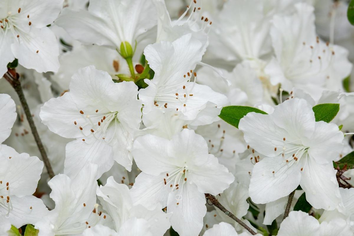 Delaware Valley White Azalea for Sale - Buying & Growing Guide - Trees.com