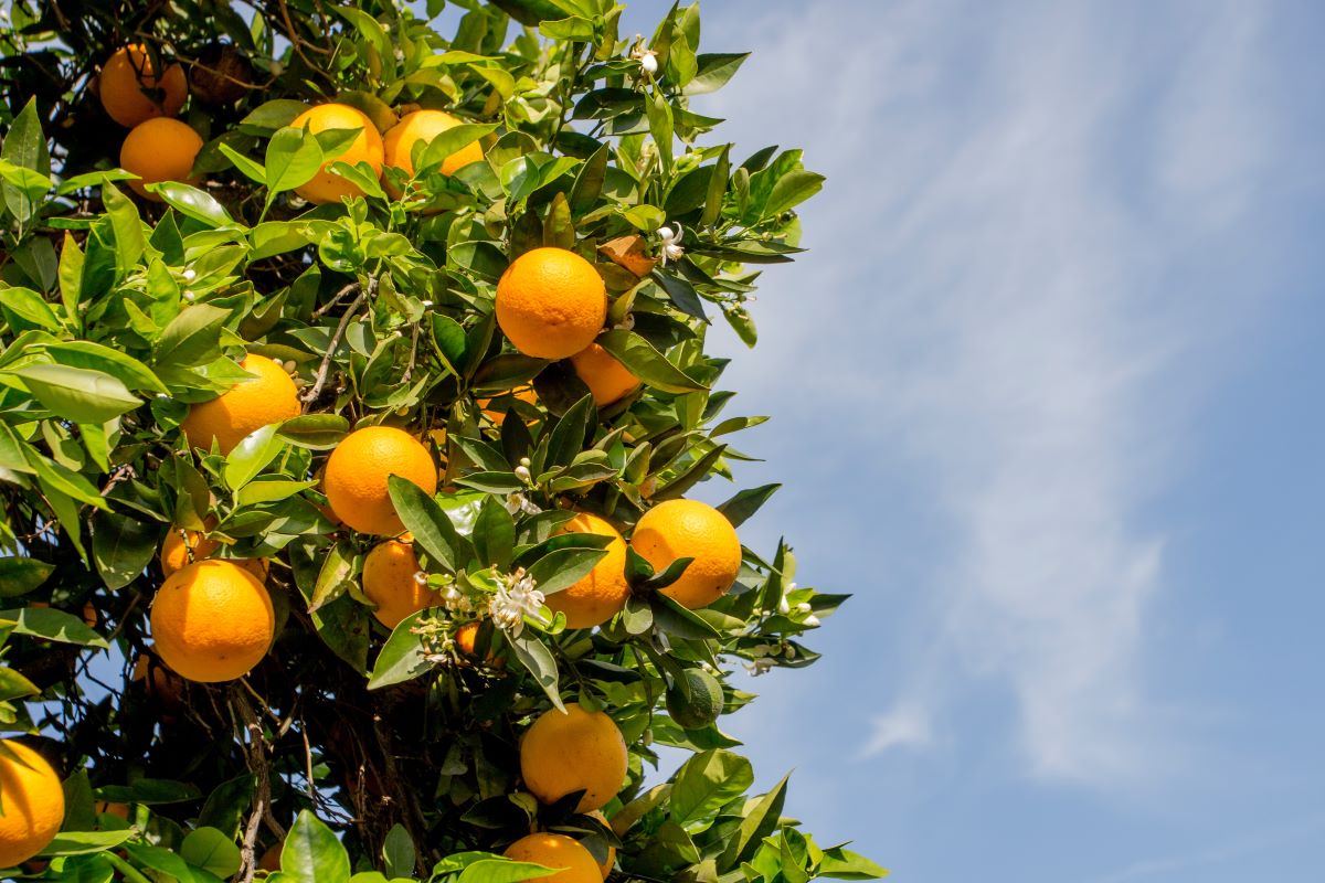 Navel Orange Trees for Sale