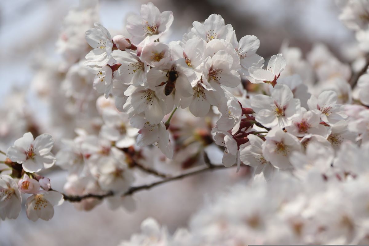 Simulation Small Autumn Cherry Flower - Temu