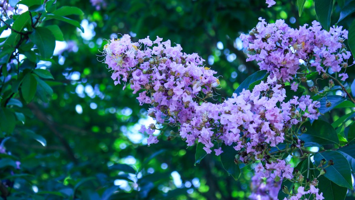 Catawba deals crape myrtle