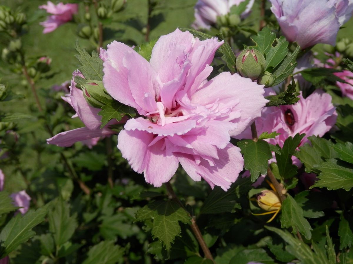 Pink Rose of Sharon Althea Tree for Sale - Buying & Growing Guide ...