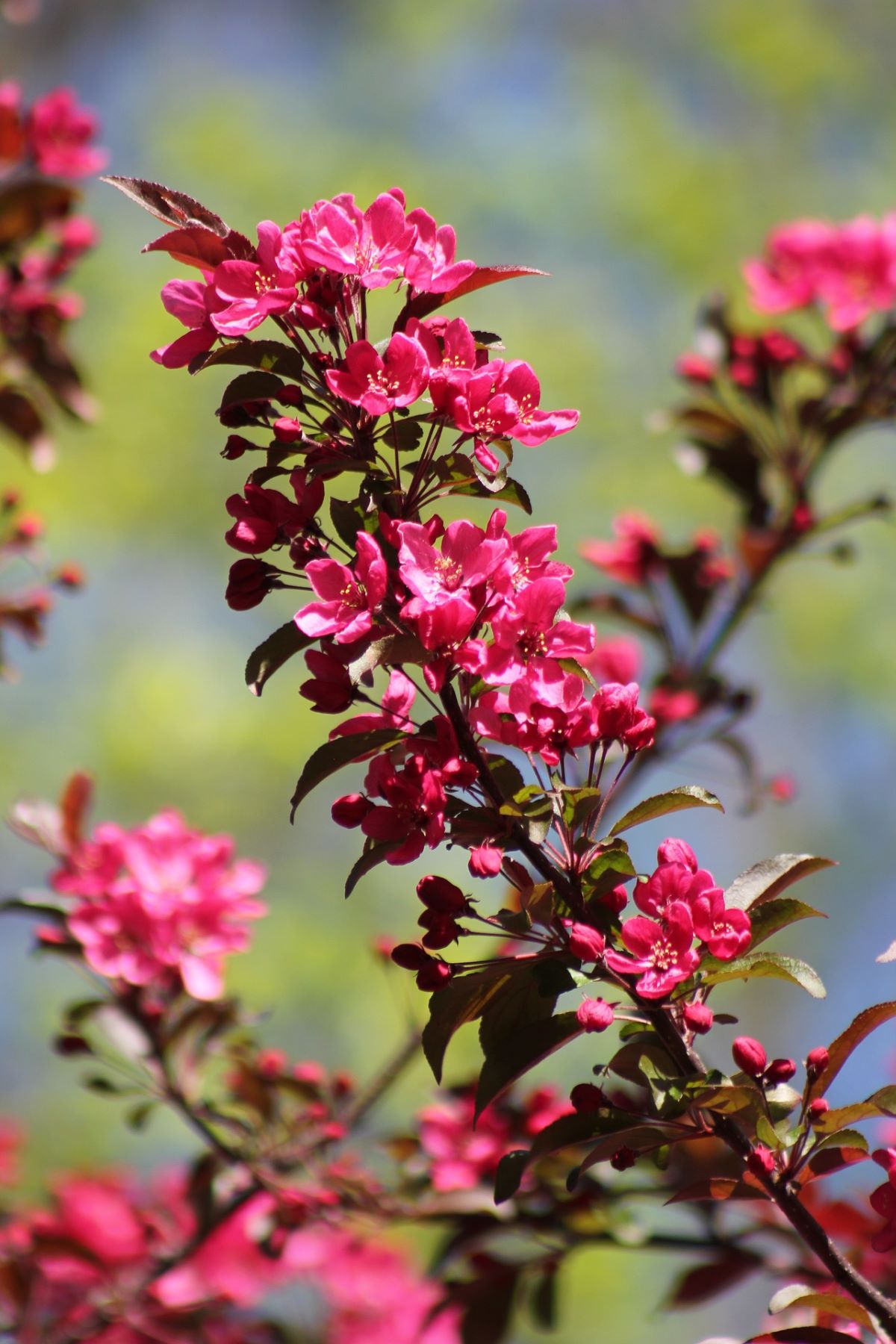 Royal Raindrops Crabapple Tree For Sale Buying Growing Guide 