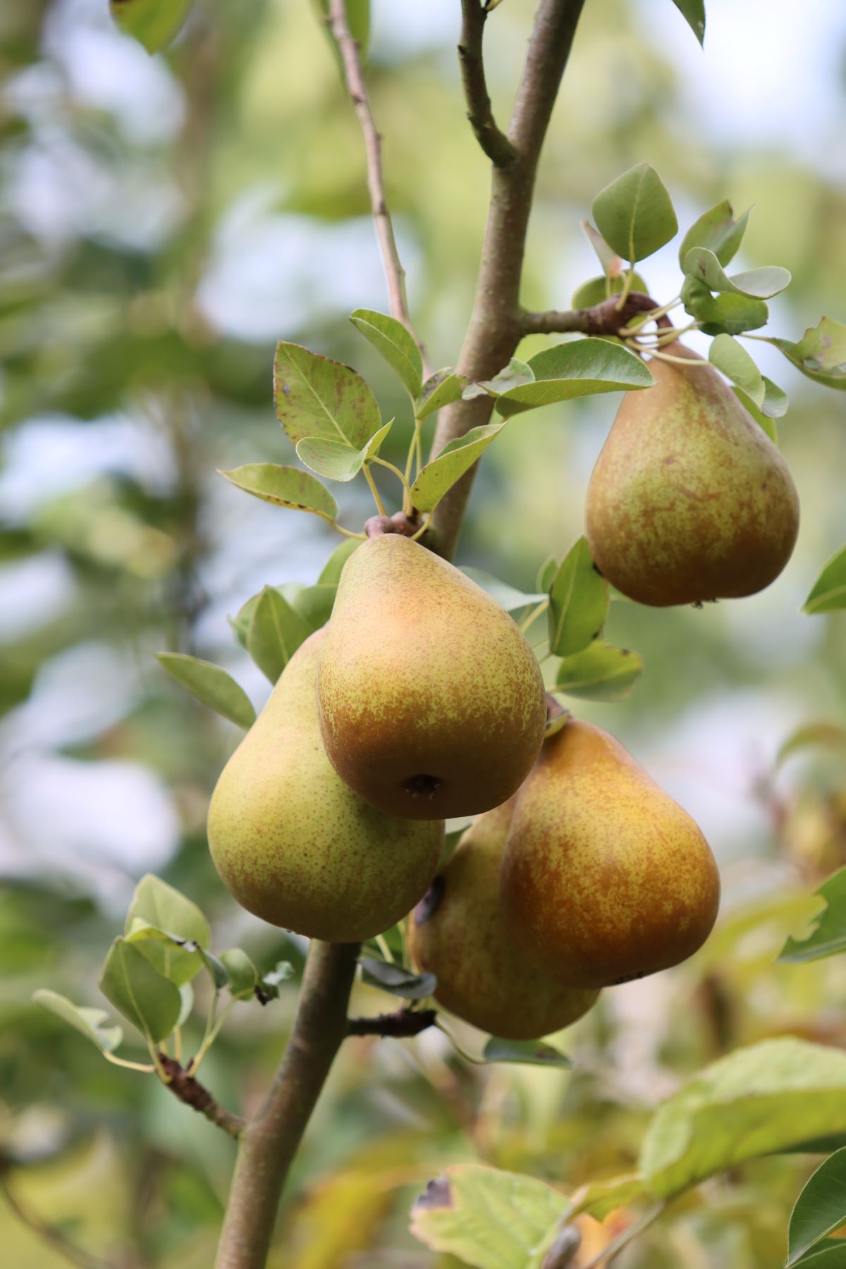 Seckel Pear Tree for Sale - Buying & Growing Guide - Trees.com