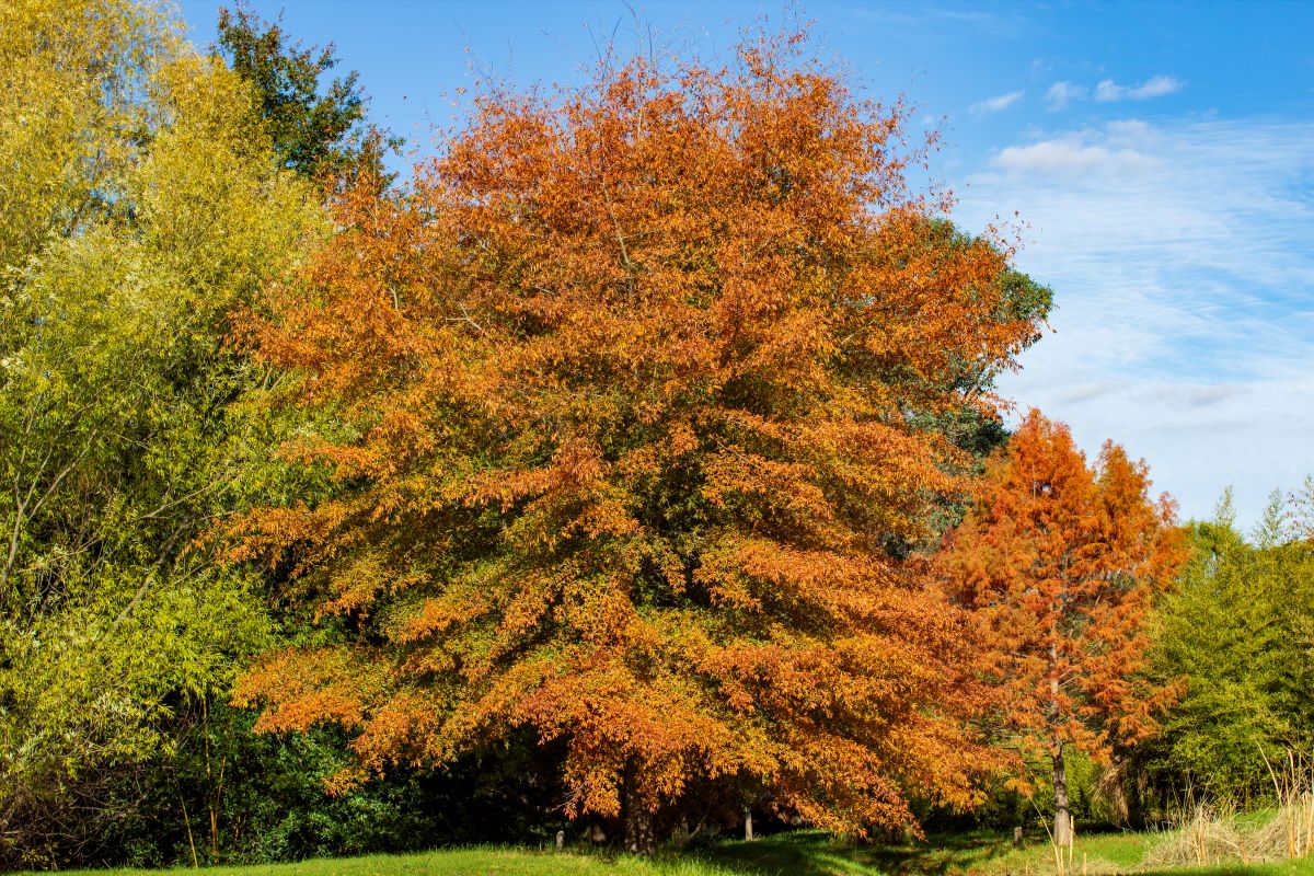 Willow Oak Tree For Sale Buying Growing Guide Trees