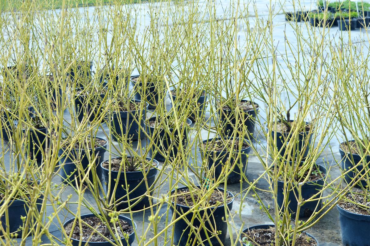 Yellow Twig Dogwood Shrub for Sale - Buying & Growing Guide - Trees.com