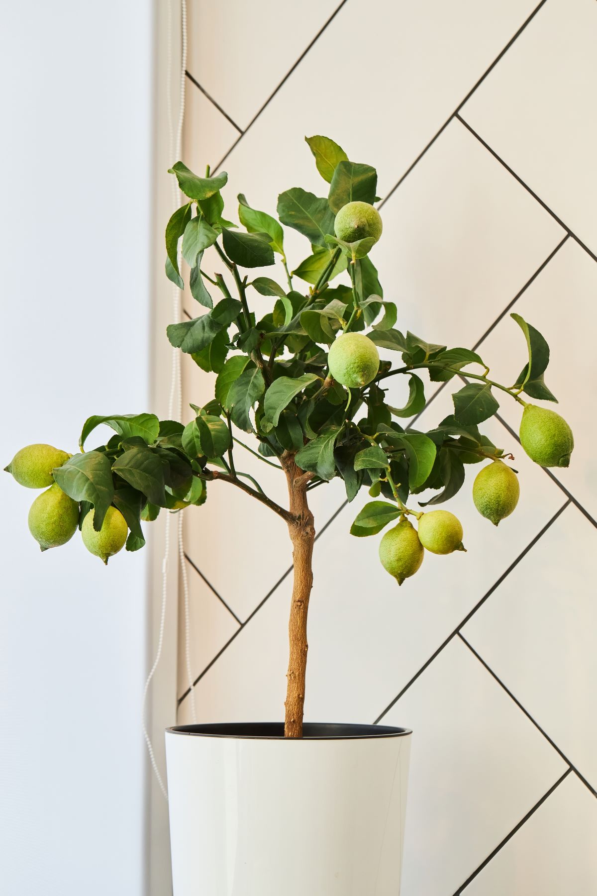indoor lime tree