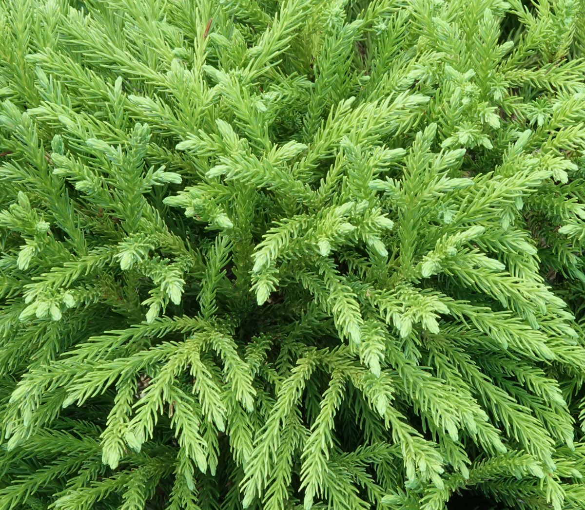 Cryptomeria Globosa Nana Shrub for Sale - Buying & Growing Guide 