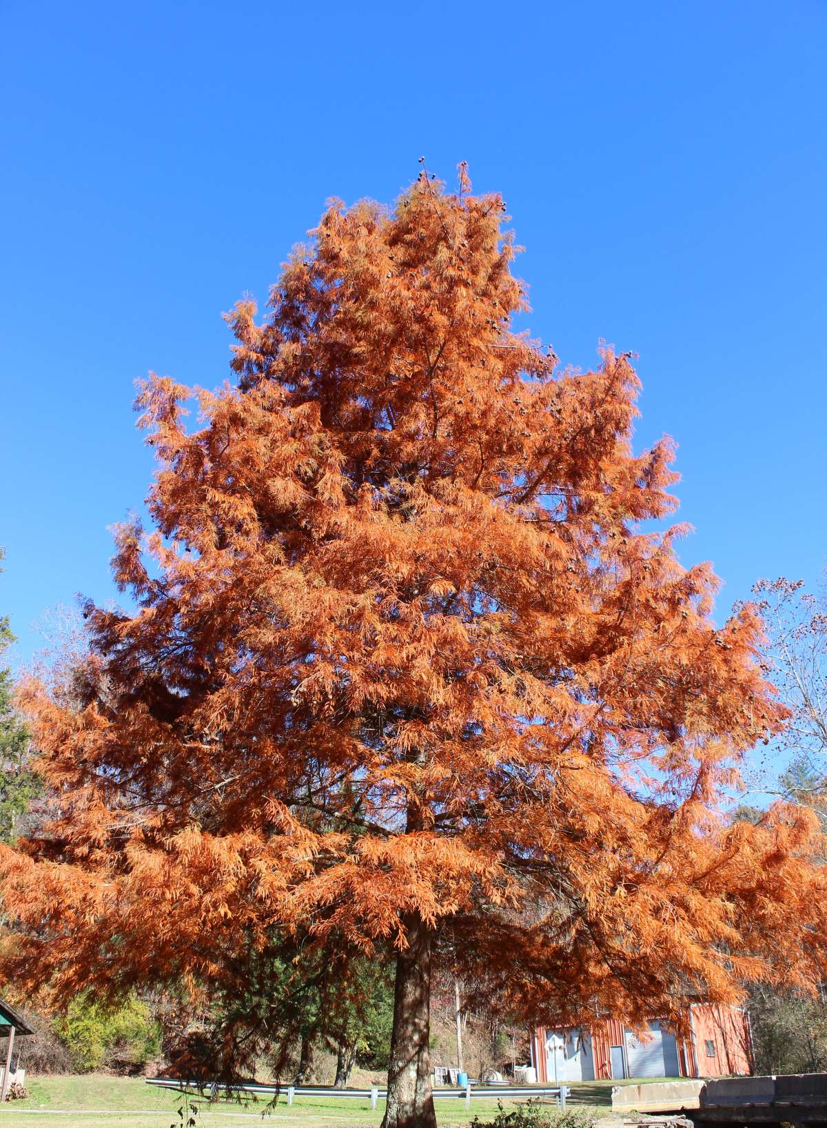 Dawn Redwood Tree For Sale Buying And Growing Guide 
