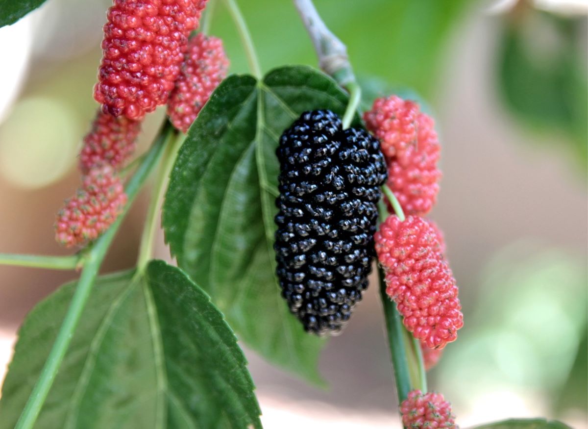 Garden Guides  How to Tell If a Mulberry Tree Is Male or Female