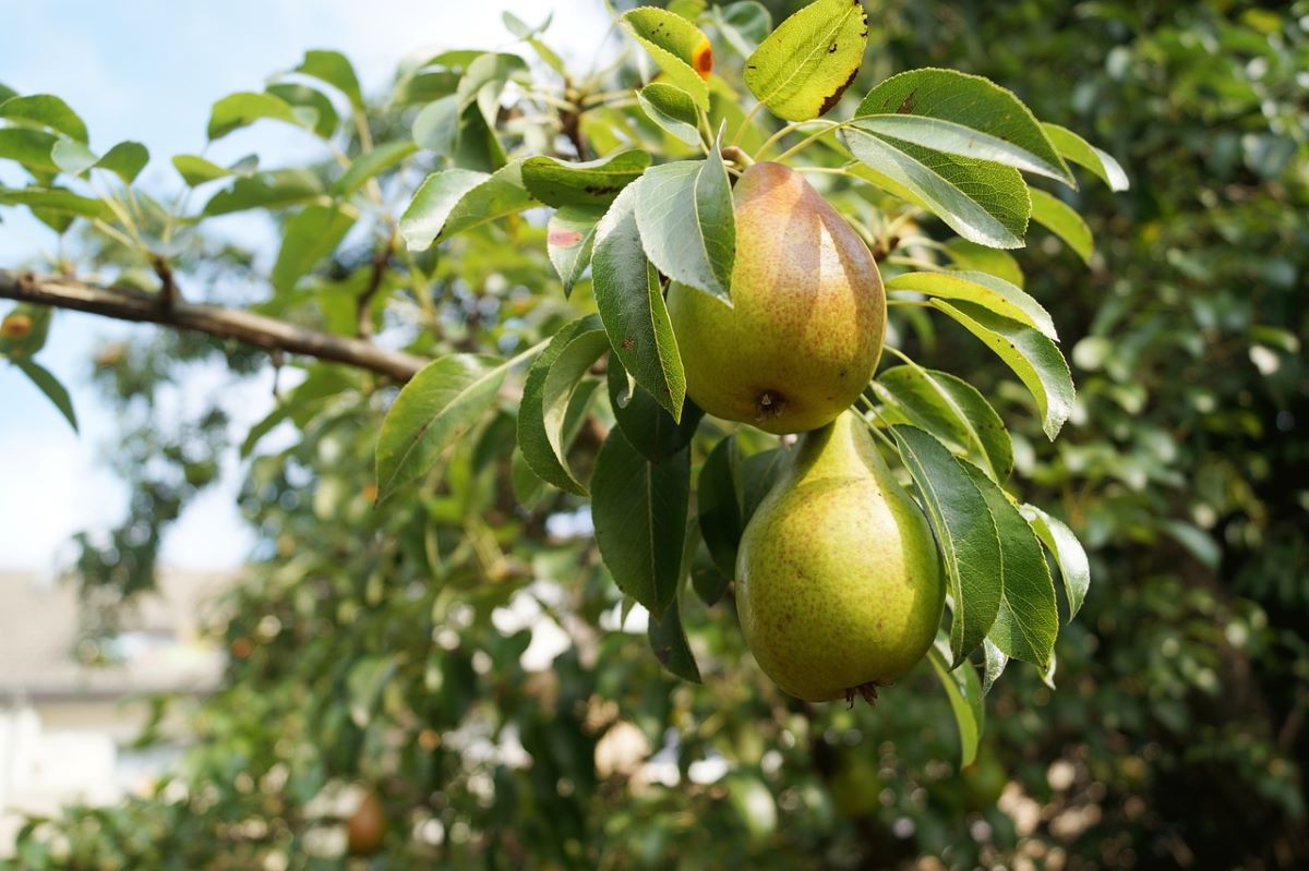 Warren Pear Tree for Sale - Buying & Growing Guide - Trees.com