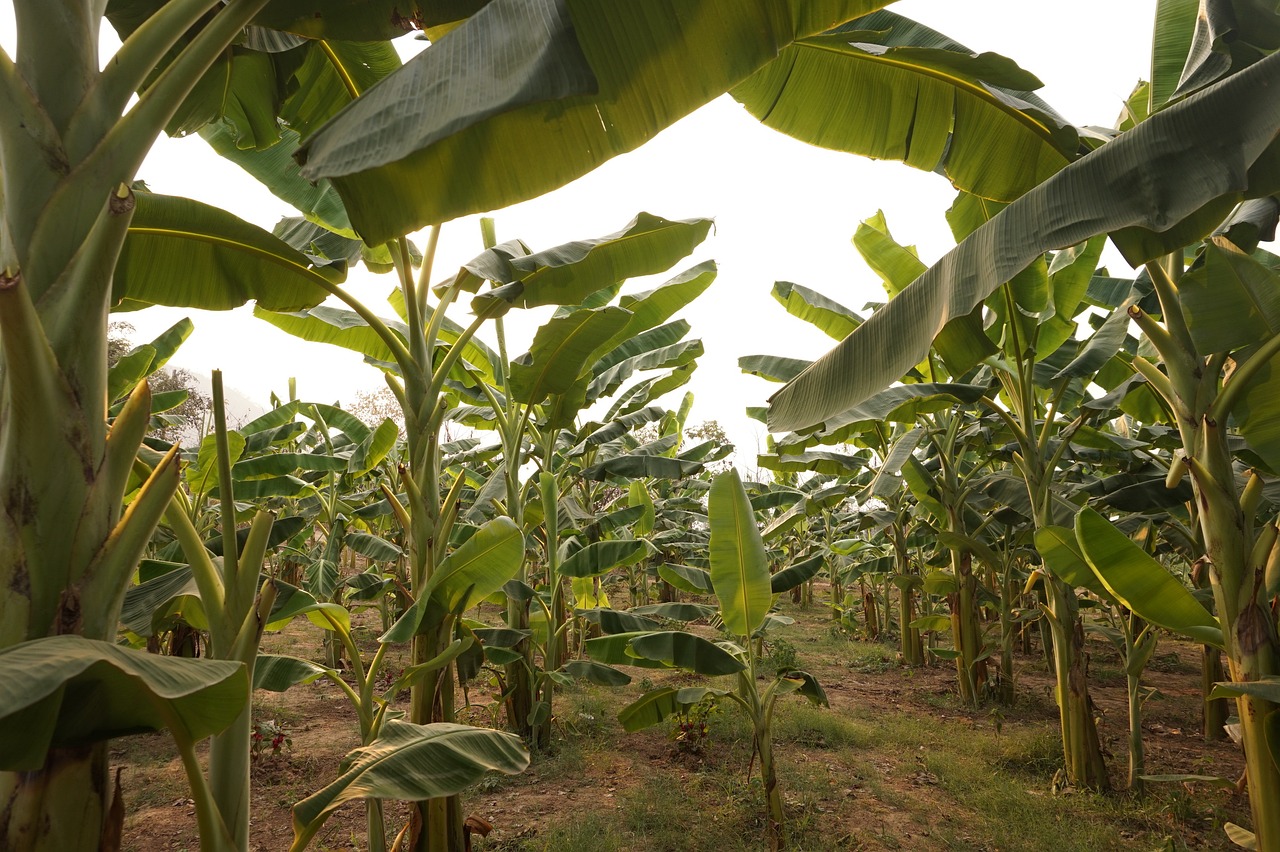 Banana Trees for Sale Buying & Growing Guide