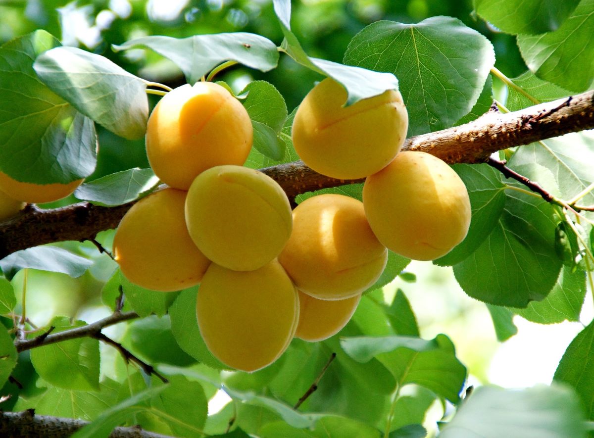 Puget Gold Apricot Tree for Sale - Buying & Growing Guide - Trees.com