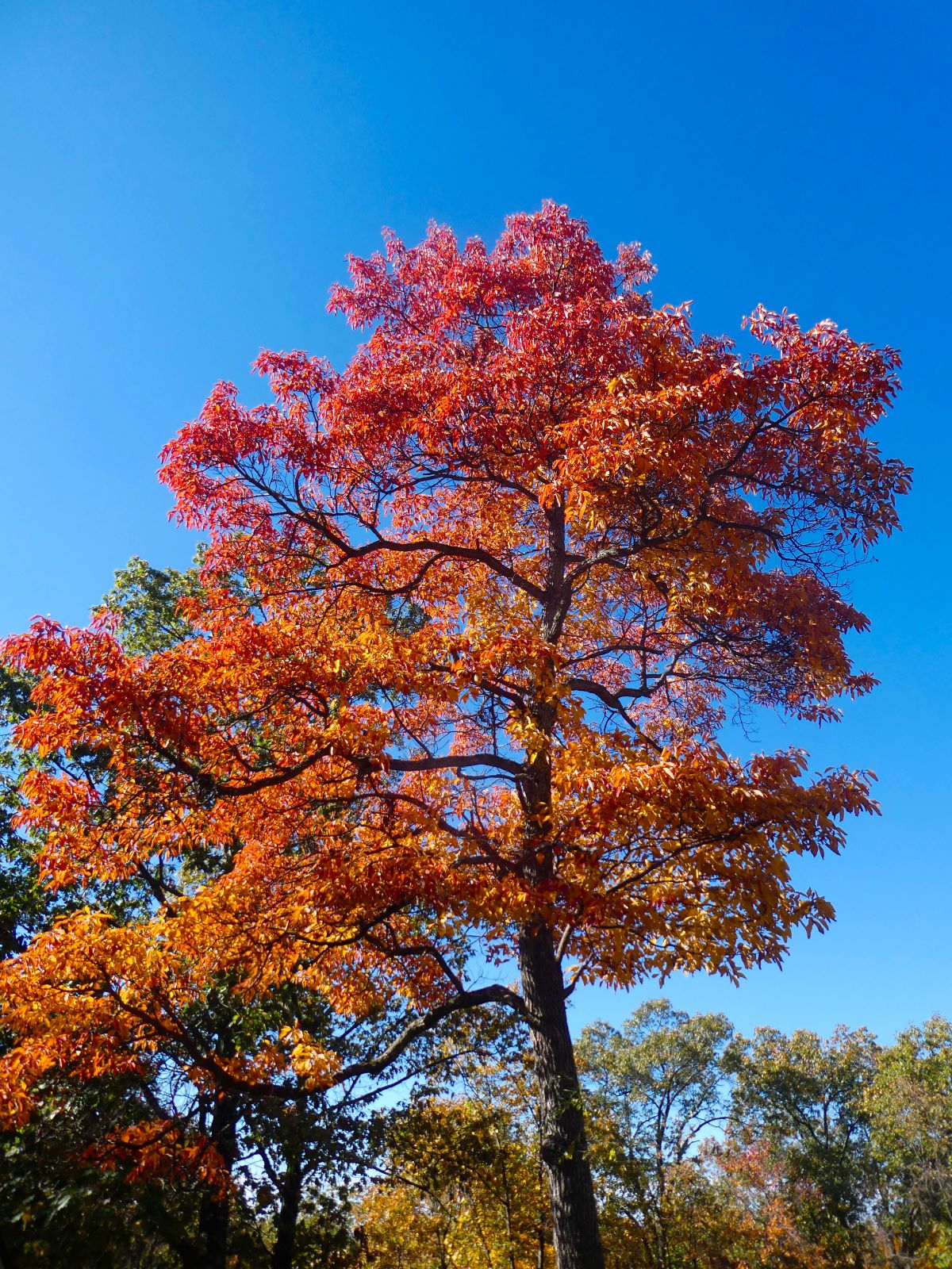 Sassafras Tree For Sale