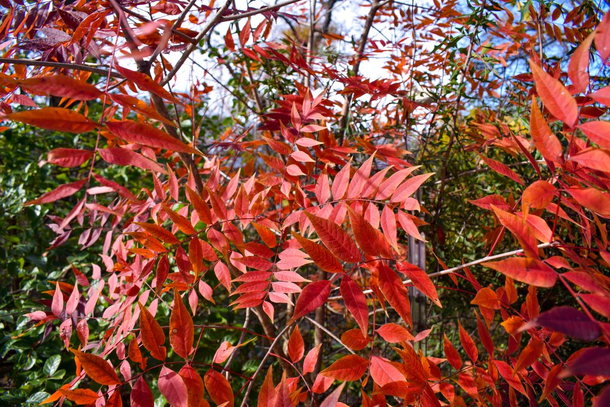 Chinese Pistache Tree for Sale - Trees.com