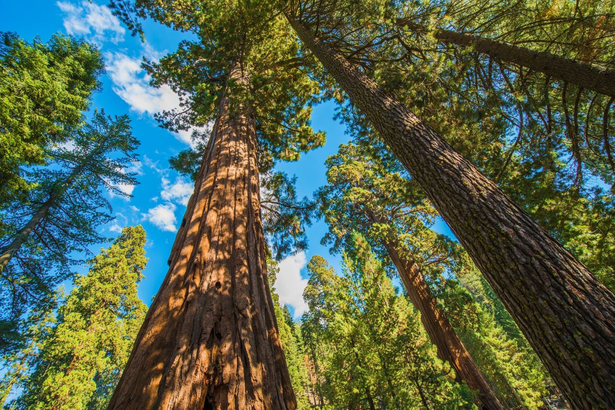 Sequoia Tree for Sale - Trees.com