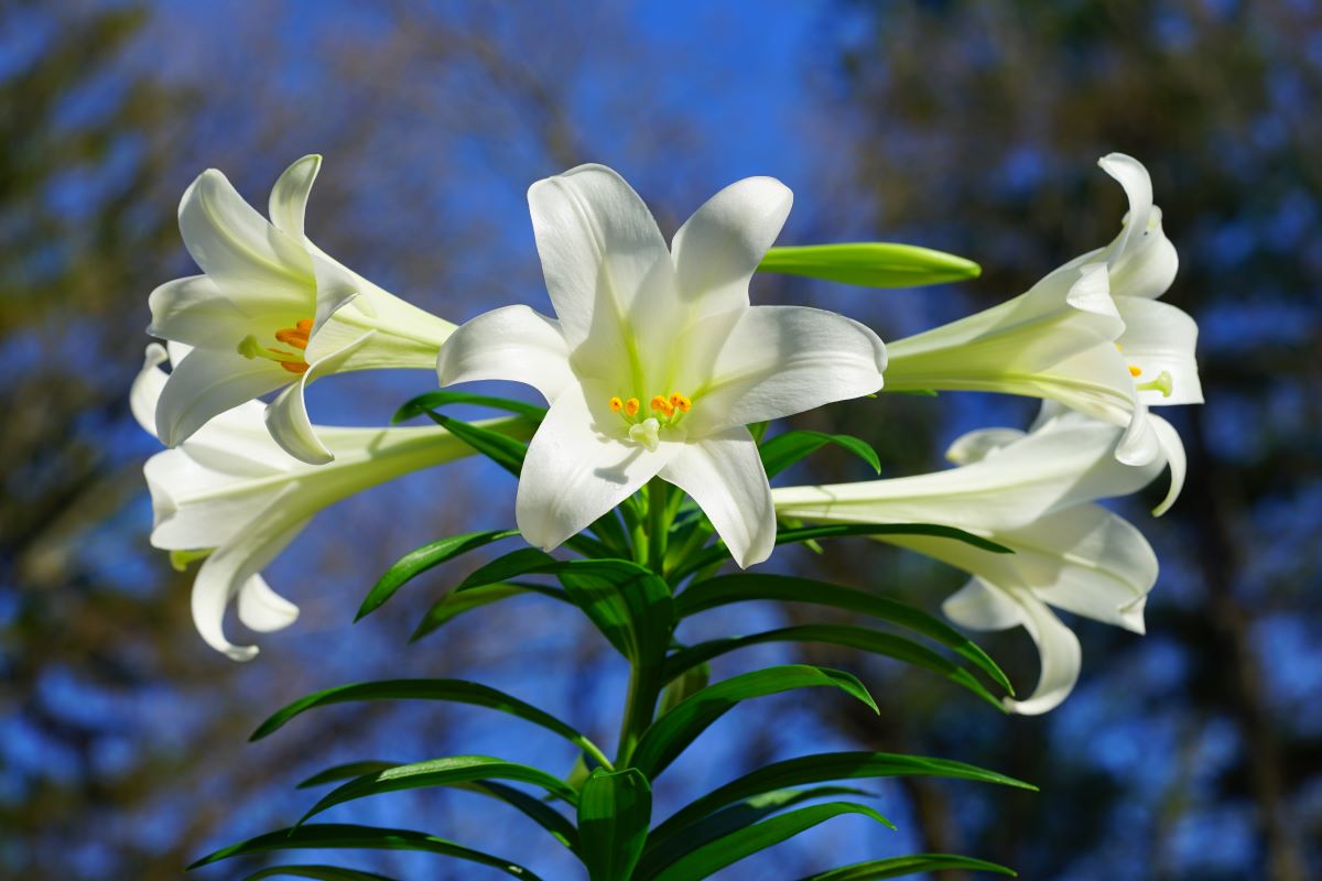 can-i-plant-my-easter-lily