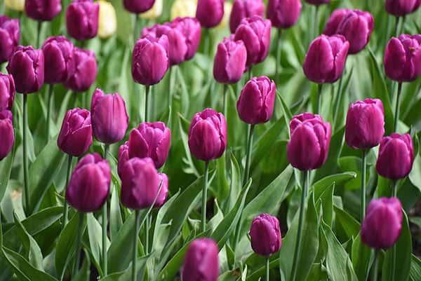 Tulips For Sale - Buying & Growing Guide - Trees.com