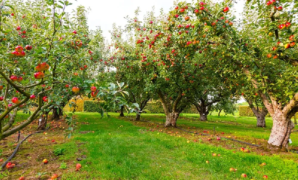 https://www.trees.com/wp-content/uploads/collections/medium/1000/Apple_Trees_Collection.webp