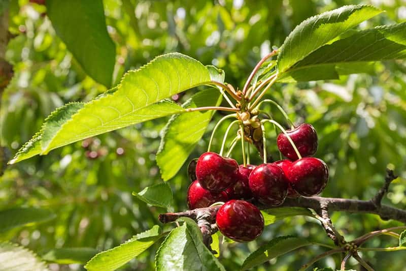 Apple Trees for Sale - Buying & Growing Guide 