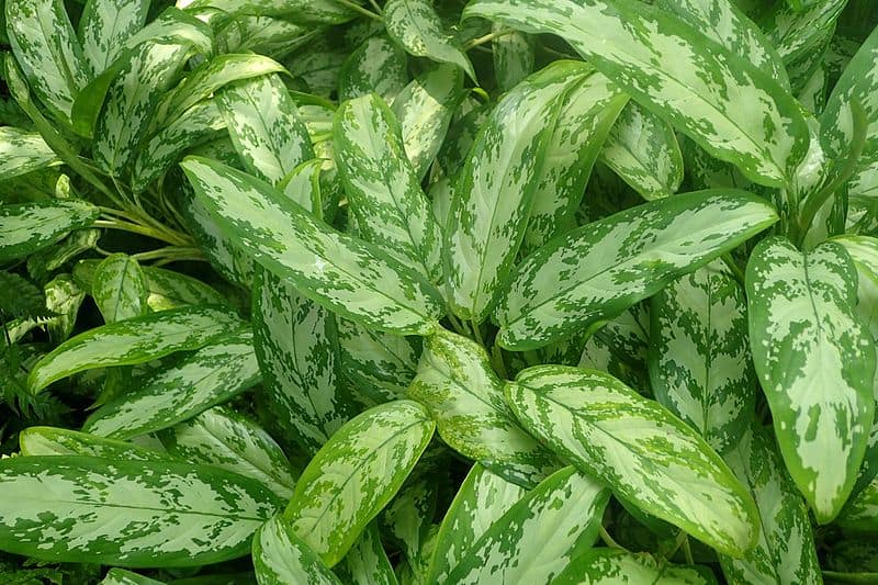 Chinese Evergreen Plants Buying Growing Guide Trees Com