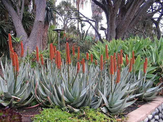 Aloe Petricola (Aloe de Pedra)