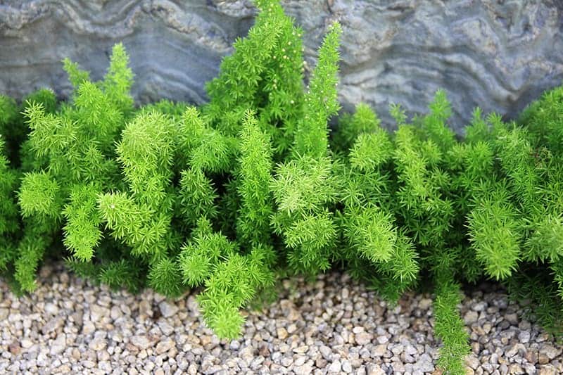 Myers Asparagus Ferns Buying & Growing Guide | Trees.com