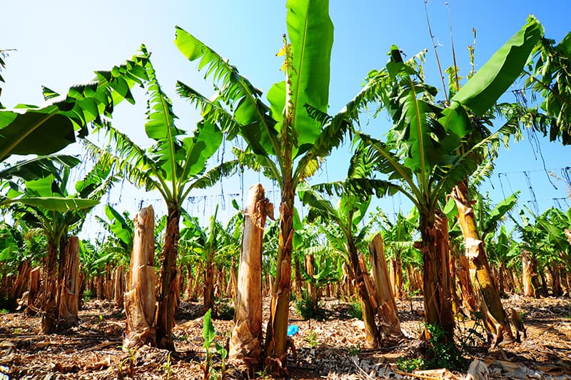 Banana Trees Buying & Growing Guide | Trees.com