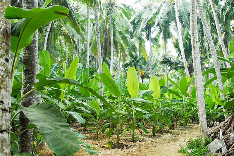 Banana Trees Buying & Growing Guide