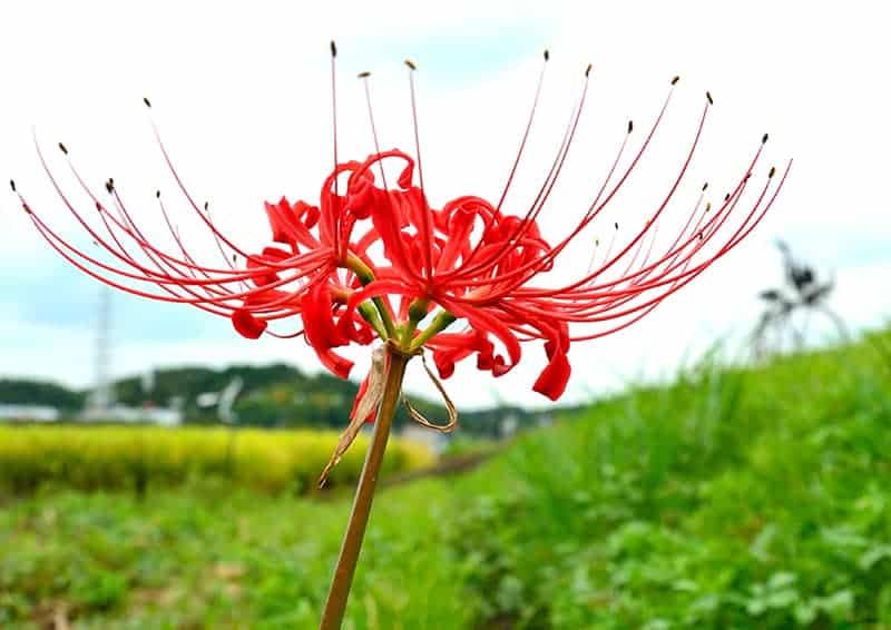 Red Spider Lily Buying Growing Guide Trees Com