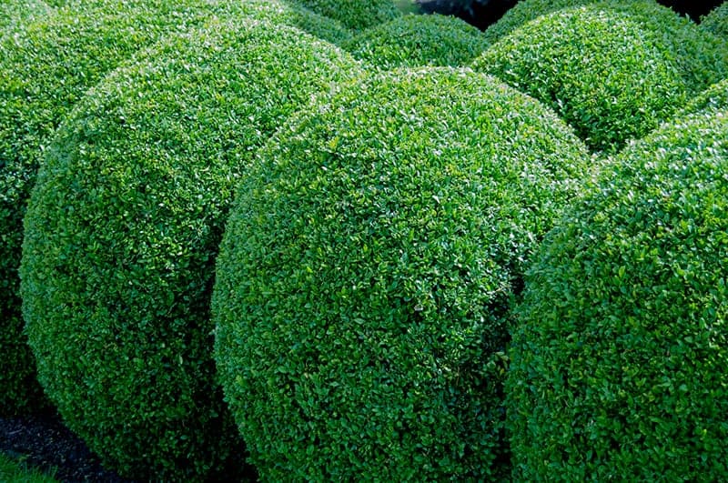 27 Types of Shrubs with Pictures & Care Guide | Trees.com