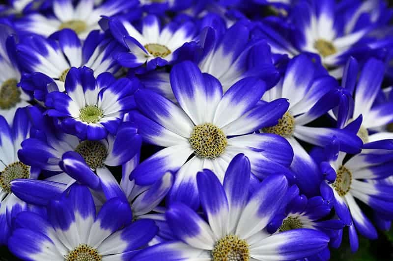 Cineraria Plant Buying & Growing Guide | Trees.com