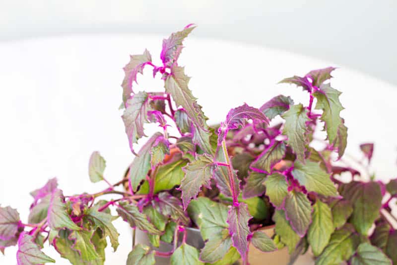 Close up of Purple passion velvet houseplant Gynura aurantiaca leaves