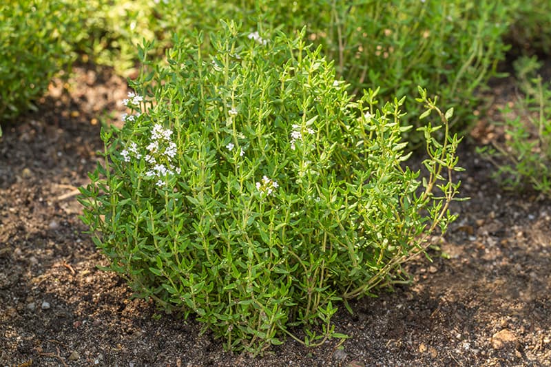 growing thyme in zone 9