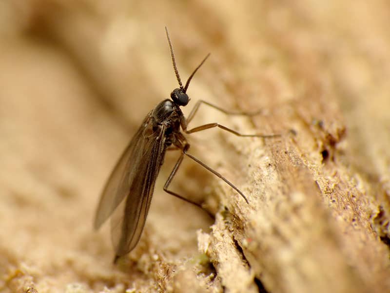 Fungus Gnats How to Identify, Prevent, and Control Them