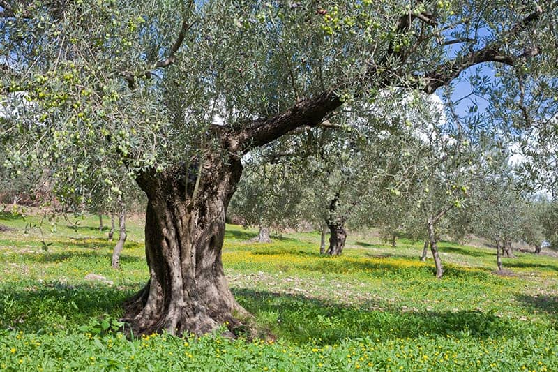 The Resilience of Palestinians & Olive Wood Trees – Ethik