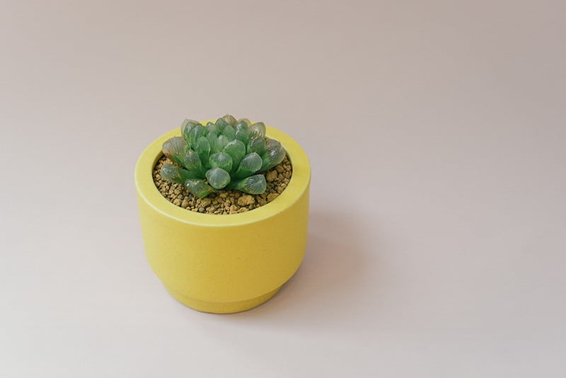 Cactus haworthia cooperi poussant dans un pot en céramique