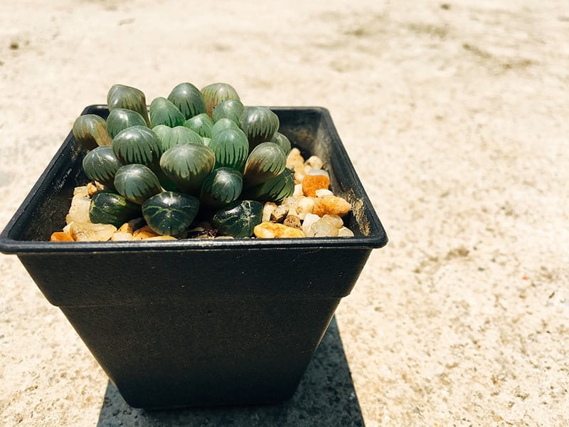 Haworthia cooperi is een diverse en gevarieerde soort van het geslacht Haworthia