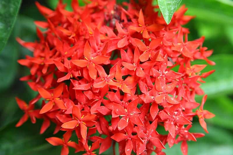 Dwarf Ixora Plants Buying & Growing Guide | Trees.com