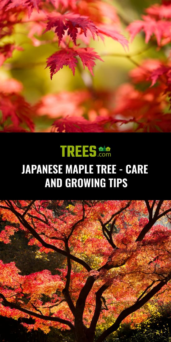 Japanese Maple Tree - Care and Growing Tips | Trees.com