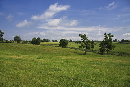 The Ultimate Guide To Lawn Care | Trees.com