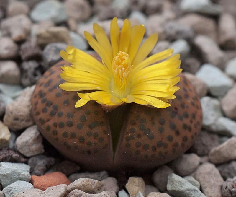 Lithops - Types, Care & Growing Information For The Living Stone Plants ...