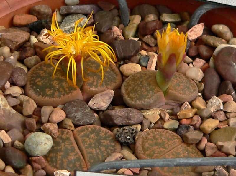 Lithops - Types, Care & Growing Information For The Living Stone Plants ...