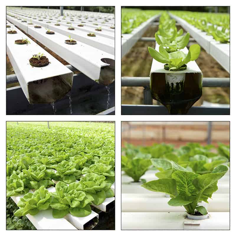 How To Grow Hydroponic Lettuces A Beginner's Guide